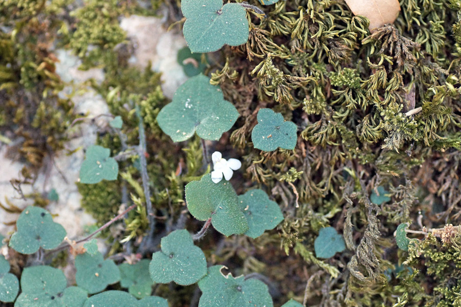 Cymbalaria da determinare